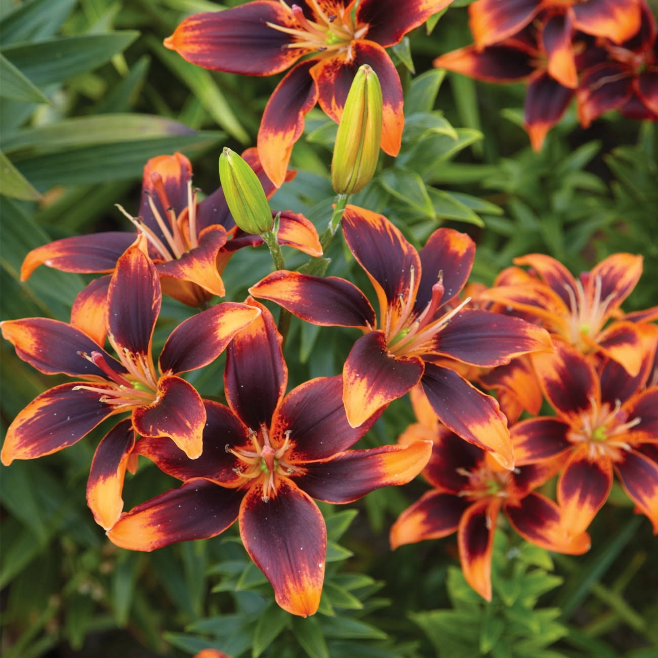 Van Zyverden Lily Forever Susan Dormant Bulb Partial Sun; 3-6hrs Multi-Color, 738520 - Product image 1