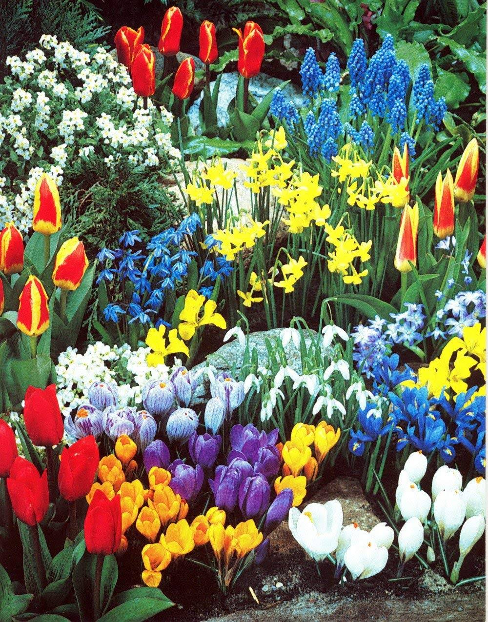 A Complete Spring Garden - 50 Bulbs for 50 Days of Continuous Blooms - Product image 1