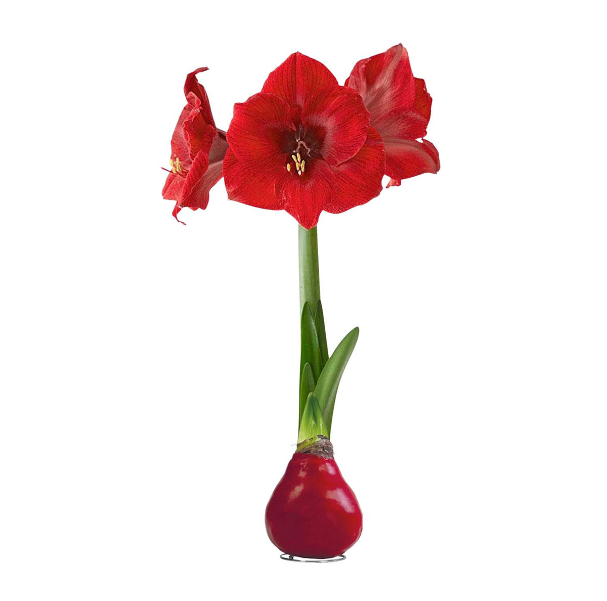 The Three Company Waxed Amaryllis Bulb - Red - Easy Care - No Watering - Product image 1